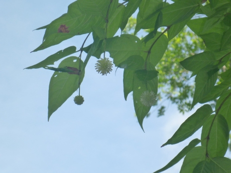 Common buttonbush